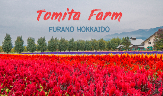 cover Tomita Farm -Furano Flower Fields in Hokkaido