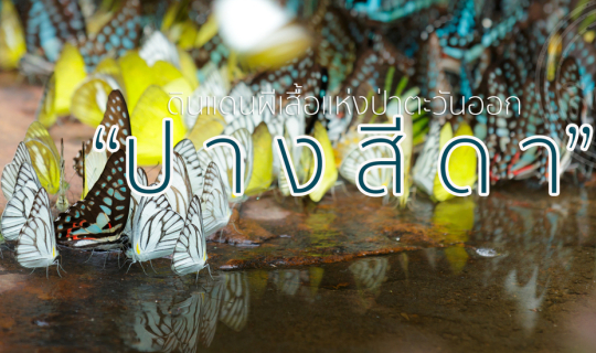 Cover "Pang Sida National Park", the land of butterflies of the eastern Th...