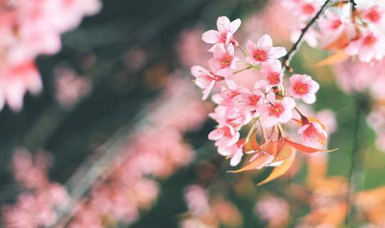 Cover Winter is calling... Khun Chang Kian, Doi Ang Kang, Khun Wang (4 day...