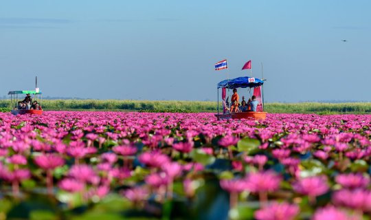 Cover + + Review: 'Red Lotus Lake' @ Kumphawapi District, Udon Thani + +...