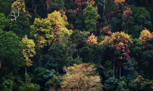 Cover Hala-Bala : Color Changing Forest...