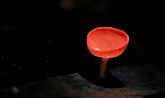 Cover The Tiny World of Seven Bend Mushrooms....